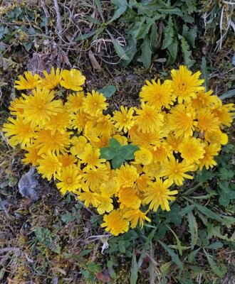 Ein Herz aus gelben Blumen und einem vierblättrigen Kleeblatt im Außenbereich des Bed and Breakfast.