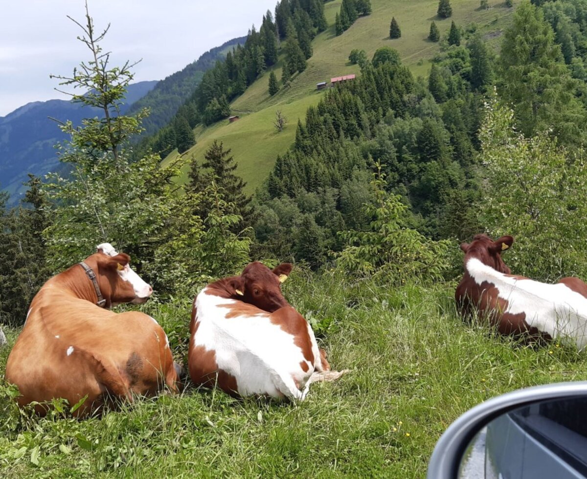 Kühe ruhen auf einer Bergwiese in der Berglandschaft, die das Bed and Breakfast umgibt.