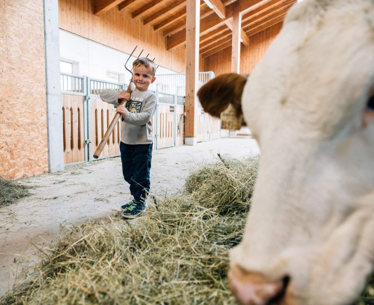 Ein spannender Einblick in den Stall des Bauernhofs mit neugierigen Kühen und frischem Heu.