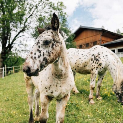 Zwei gefleckte Pferde grasen auf der saftig grünen Wiese des Bauernhofs vor einer idyllischen Holzhütte.