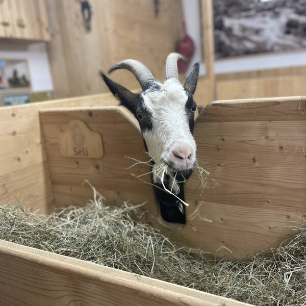 Eine Ziege frisst Heu in einem Holzfuttertrog als Teil des Bauernhoferlebnisses auf dem Bauernhof.