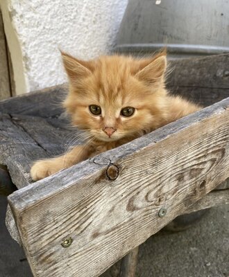 Kater Mauzi
