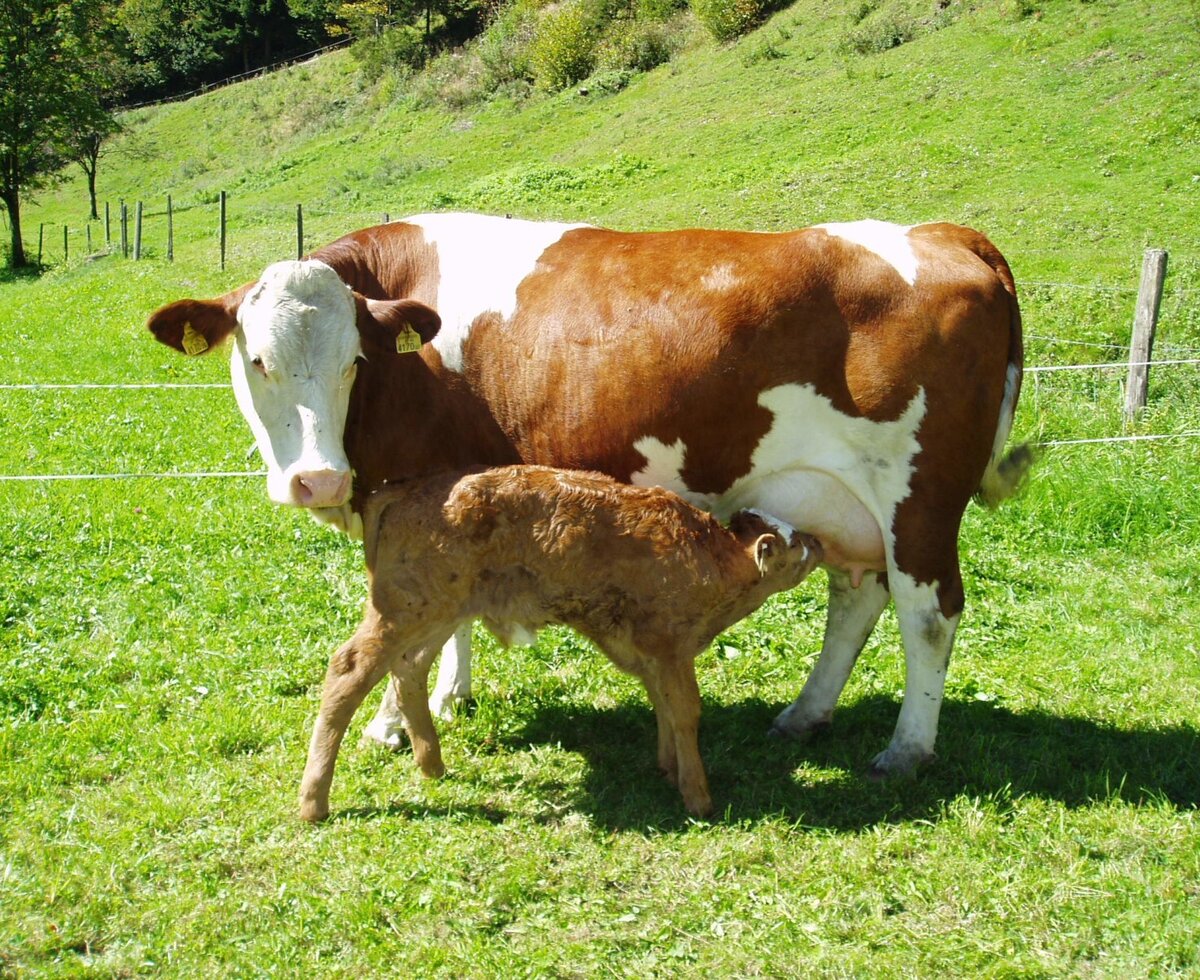 Kuh mit Kalb