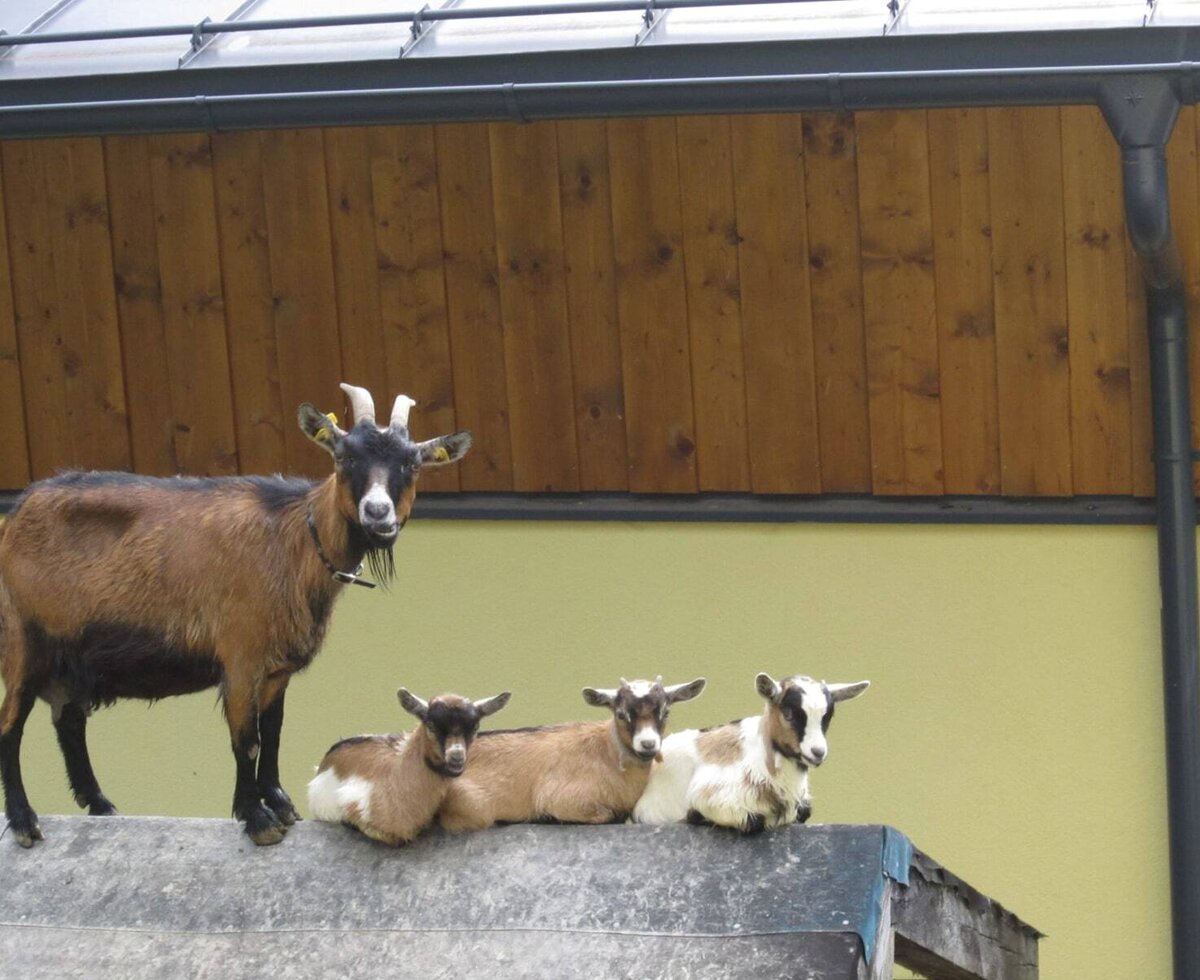 unsere Ziegen