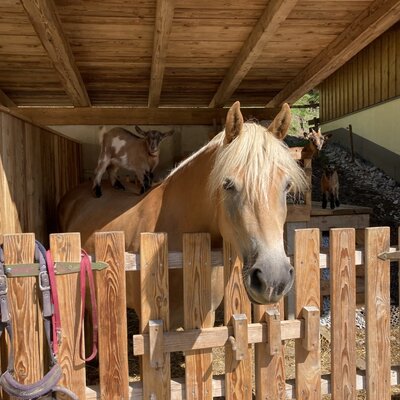 Ziege mit Pferd