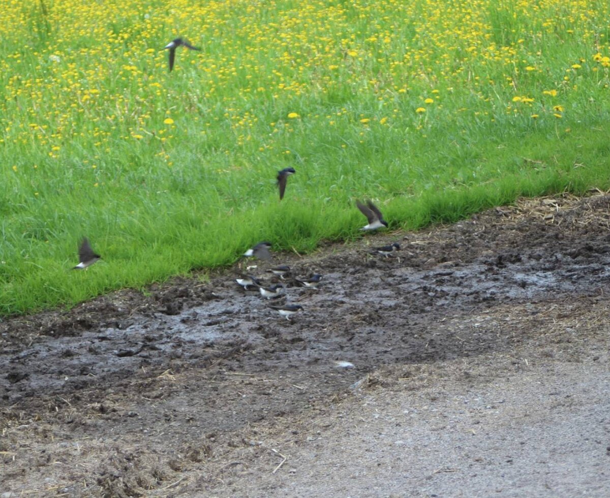 Wir haben viele Vögel am Hof. Hier z.B.: Schwalben.