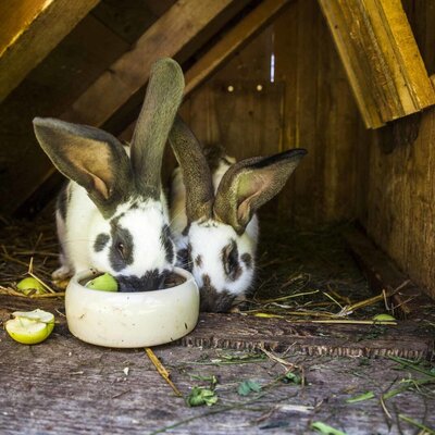 Zwei Kaninchen fressen in ihrem Holzstall auf dem Bauernhof.