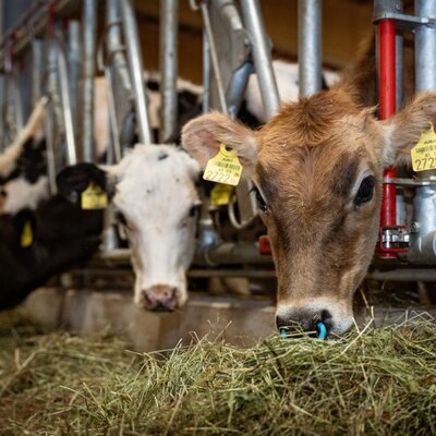 Kühe im Stall des Bio-Bauernhofs fressen Heu und laden zum Kontakt mit Hoftieren ein.