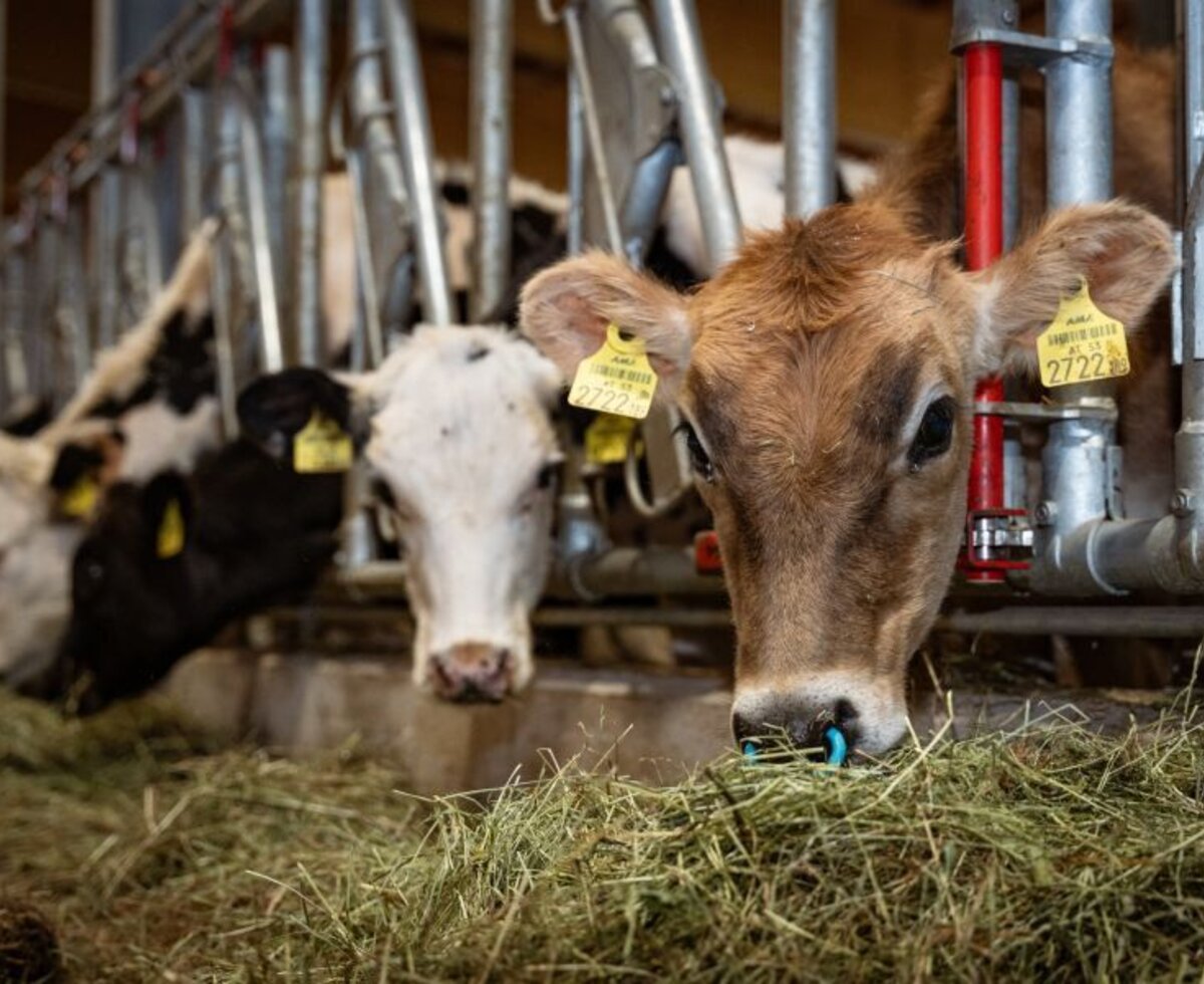 Kühe im Stall des Bio-Bauernhofs fressen Heu und laden zum Kontakt mit Hoftieren ein.