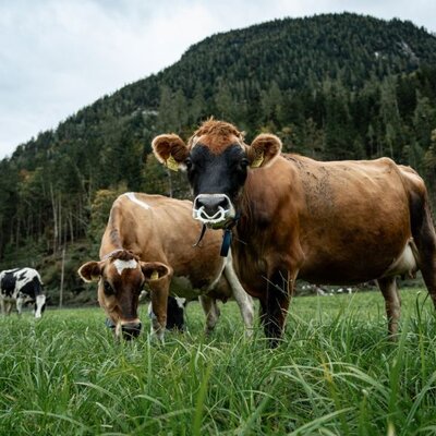 Kühe auf der Weide des Bio-Bauernhofs mit Bergen im Hintergrund.