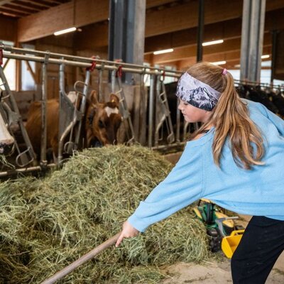Ein Kind füttert Kühe mit Heu im Stall des Bio-Bauernhofs.