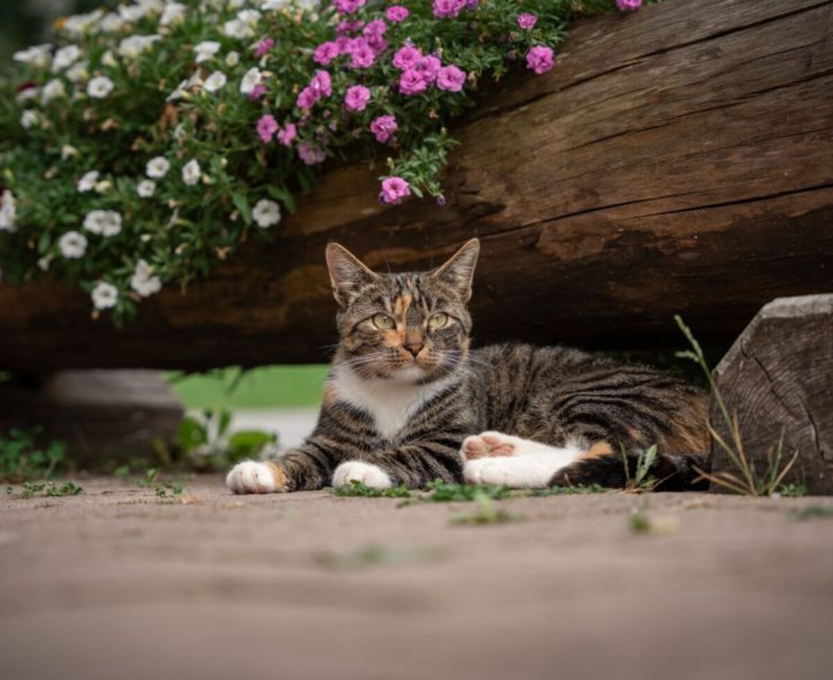 Eine Katze des Bio-Bauernhofs liegt unter einem Blumenkasten aus Holz.