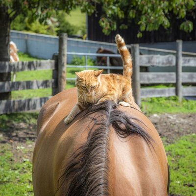 Katze am Pferd