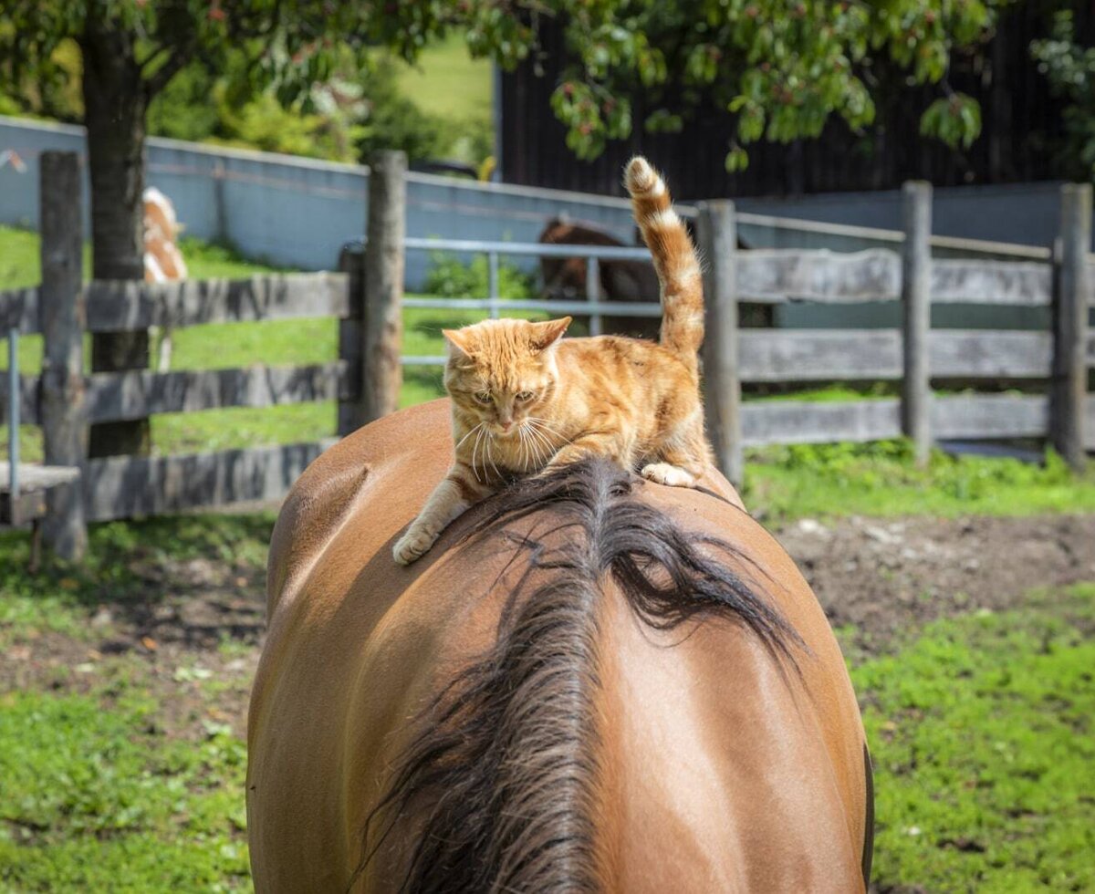 Katze am Pferd
