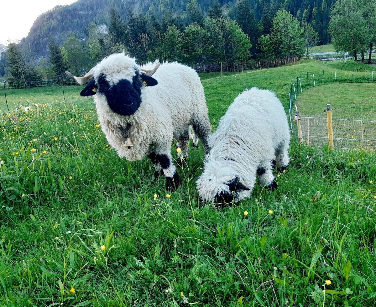 Zwei Schafe mit schwarzen Gesichtern auf der Weide des Bauernhofs, umgeben von grünen Bergen.