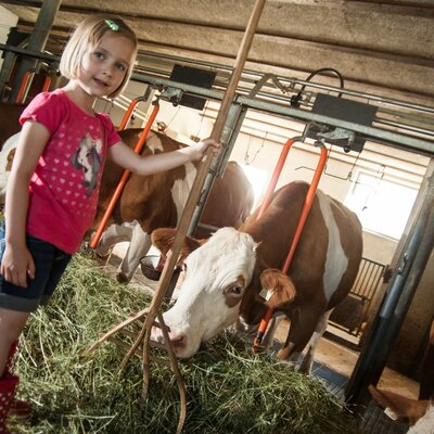 Mädchen im Stall des Bauernhofs beim Füttern der Kühe.