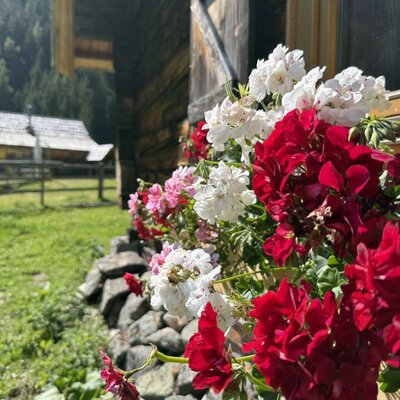 Farbenfroher Blumenschmuck am Holzfenster dieses gemütlichen Bed and Breakfasts.