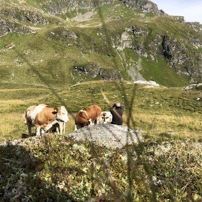 Die malerische Bergkulisse des Bed and Breakfasts mit weidenden Kühen auf saftigen Almwiesen.