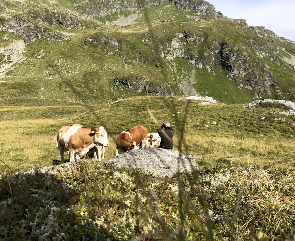 Die malerische Bergkulisse des Bed and Breakfasts mit weidenden Kühen auf saftigen Almwiesen.