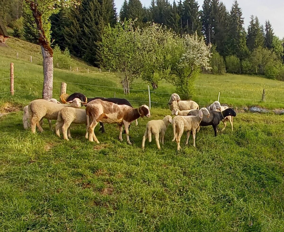Eine idyllische Weide an der Alm mit einer Schafherde, die auf den saftig grünen Bergwiesen grast.