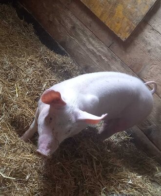 Ein neugieriges Schwein im gemütlichen, mit Stroh ausgelegten Stall der Alm.