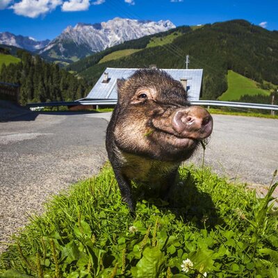 Ein Schwein auf dem Bauernhof mit Berglandschaft im Hintergrund.