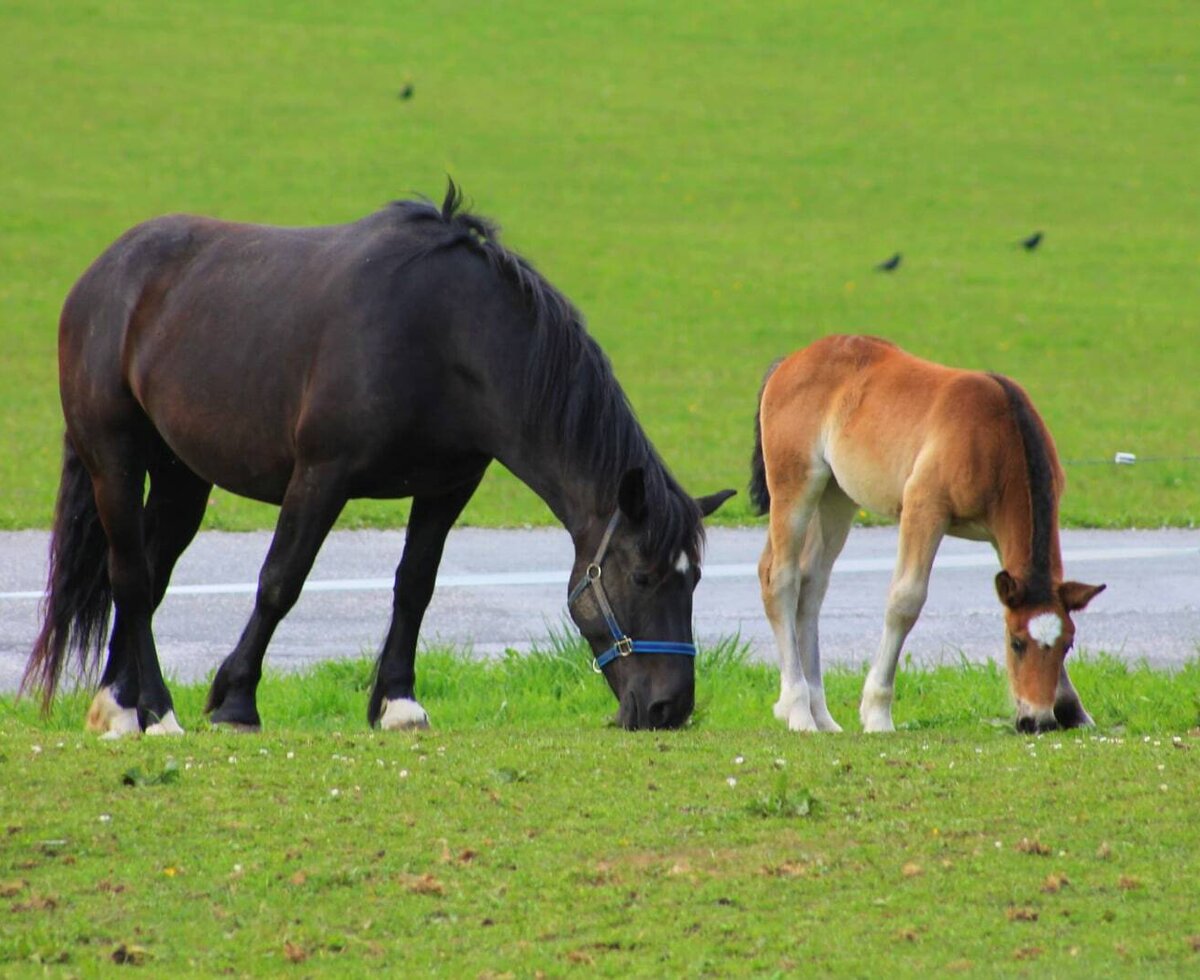 Pferd und Fohlen weiden auf der Wiese des Bauernhofs.