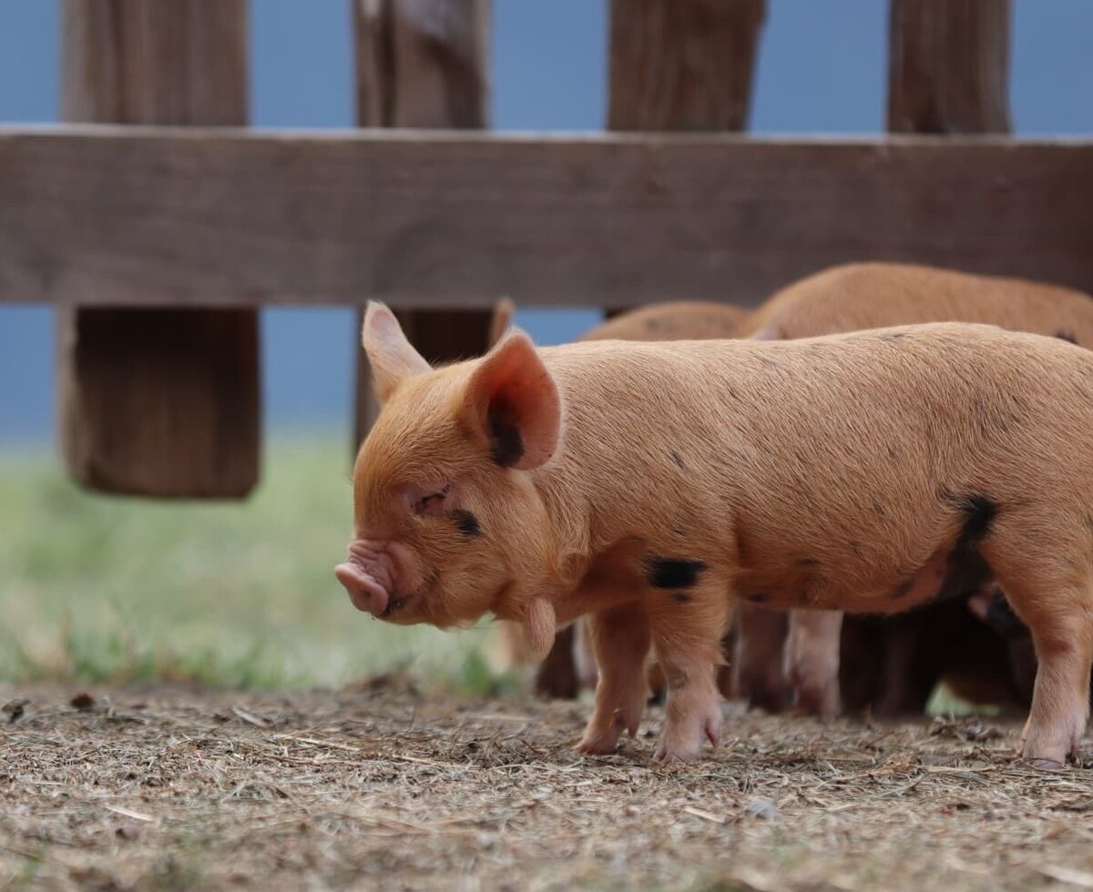 Niedliche Ferkel im Außengehege des einladenden Bauernhofs.