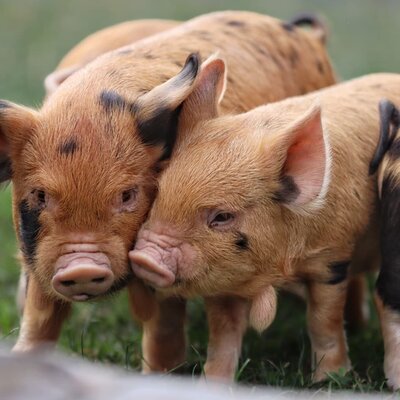 Liebenswerte kleine Ferkel auf den grünen Wiesen des Bauernhofs.