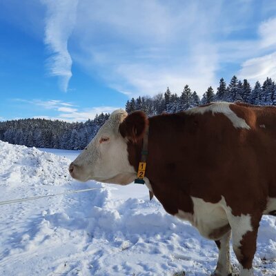 Eine braun-weiße Kuh auf einem verschneiten Feld mit Wald im Hintergrund, die die ländliche Umgebung zeigt.