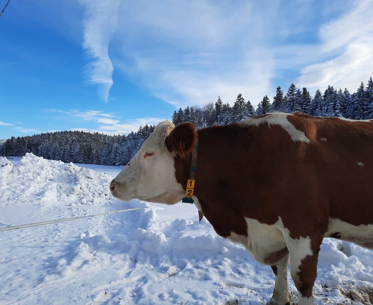 Im Winter lassen sich unsere Kühe im Auslauf sonnen ;)