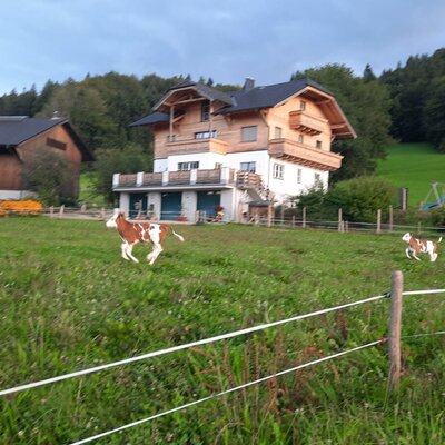 Die Ferienwohnung in ländlicher Umgebung mit Kälbern auf der Wiese und einem Spielplatz auf dem Hügel.