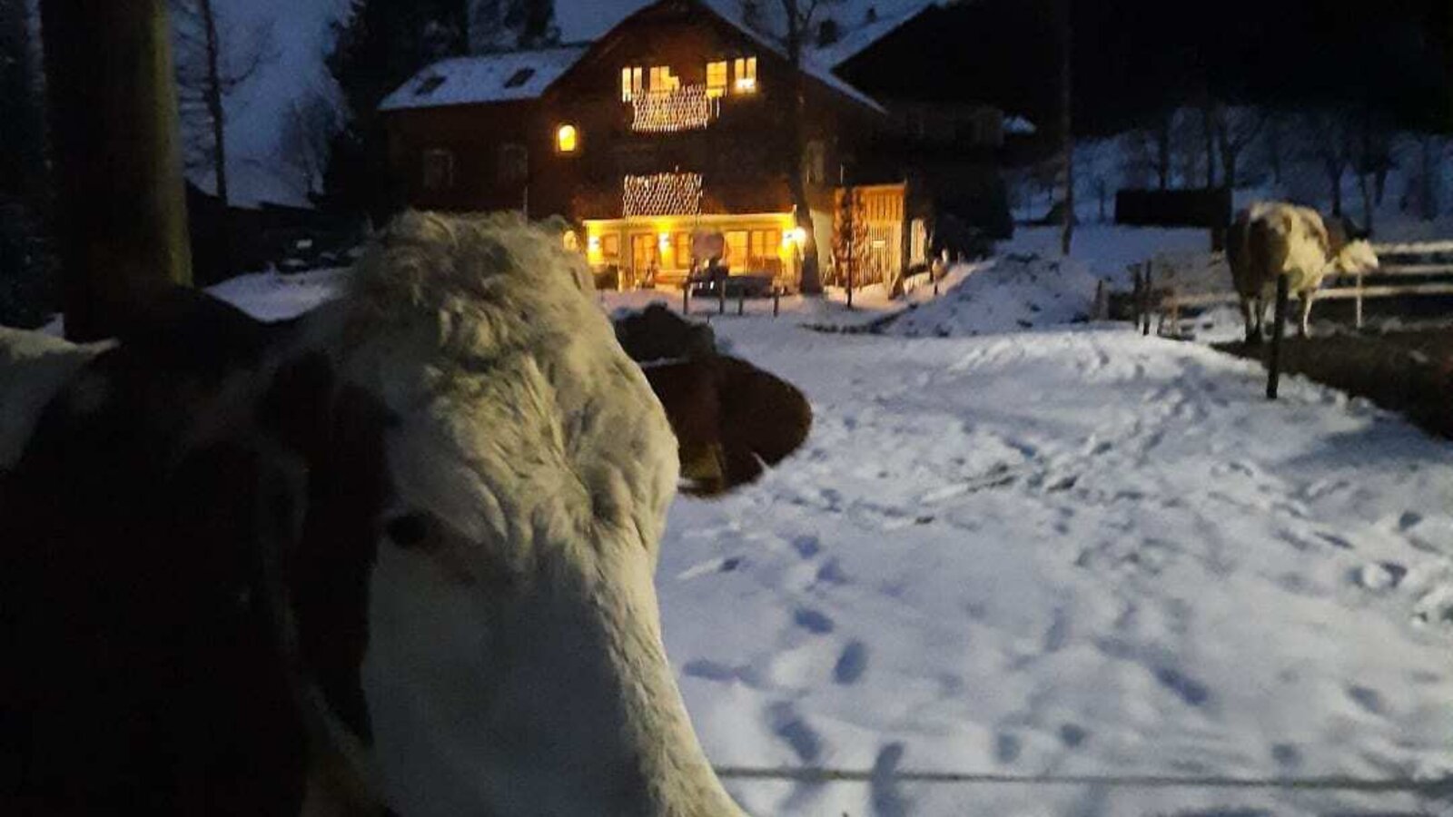 Die beleuchtete Ferienwohnung bei Nacht, umgeben von Schnee, mit einer Kuh im Vordergrund.