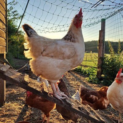 Hühner im Gehege der Ferienwohnung mit einem Holzstall und Netzumzäunung.