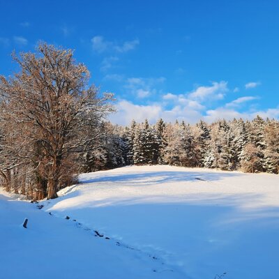 Winterlandschaft mit schneebedecktem Feld und Waldrand unter blauem Himmel.