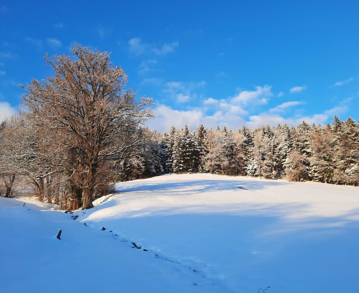 Herrliche Winterlandschaft - der Rodel-Hügel liegt direkt hinter dem Haus