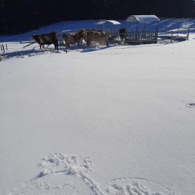 Die Winterlandschaft der Ferienwohnung mit Kühen auf einem verschneiten Feld und Futterstellen.