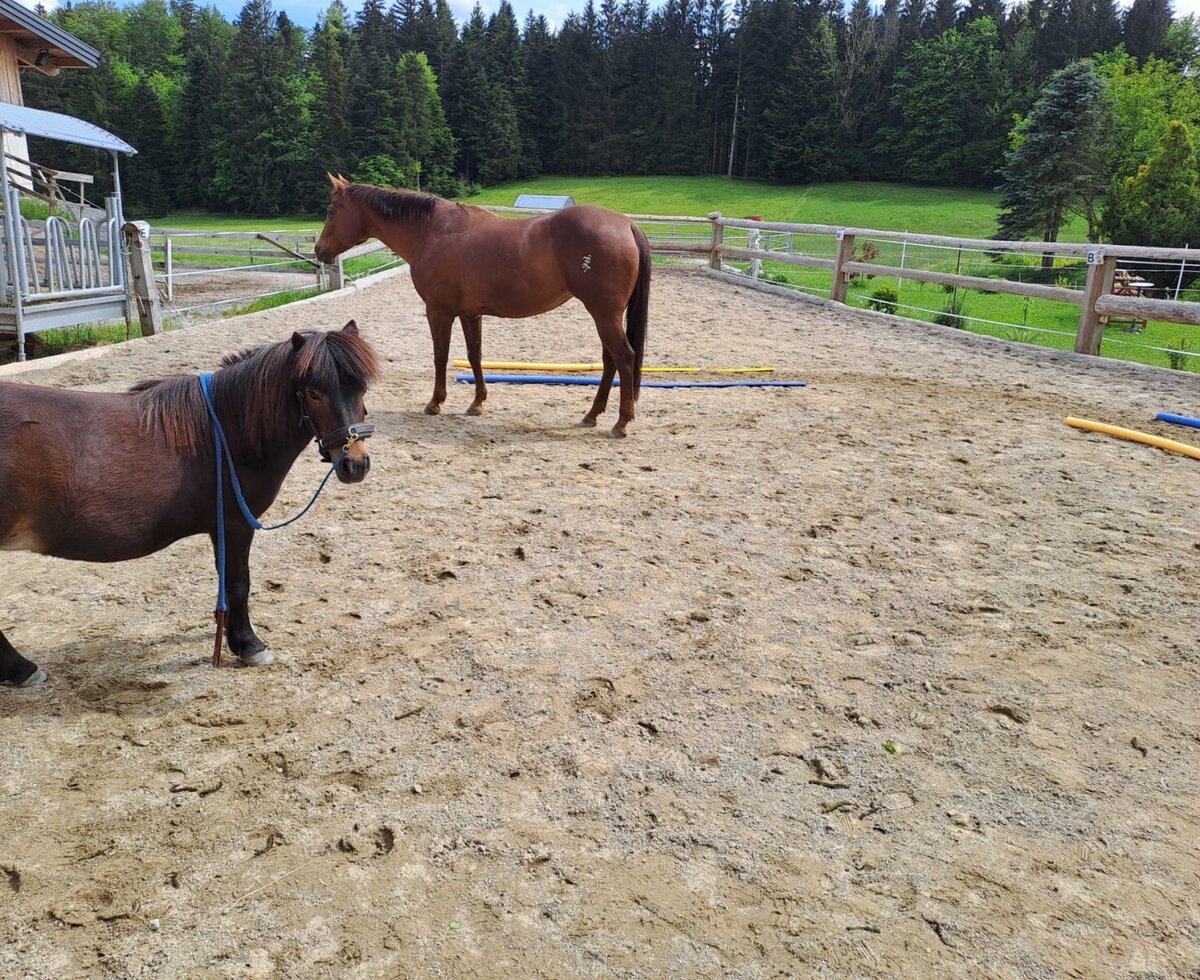 Pferde und ein Pony auf dem Reitplatz der Ferienwohnung, umgeben von Wald und Wiesen.