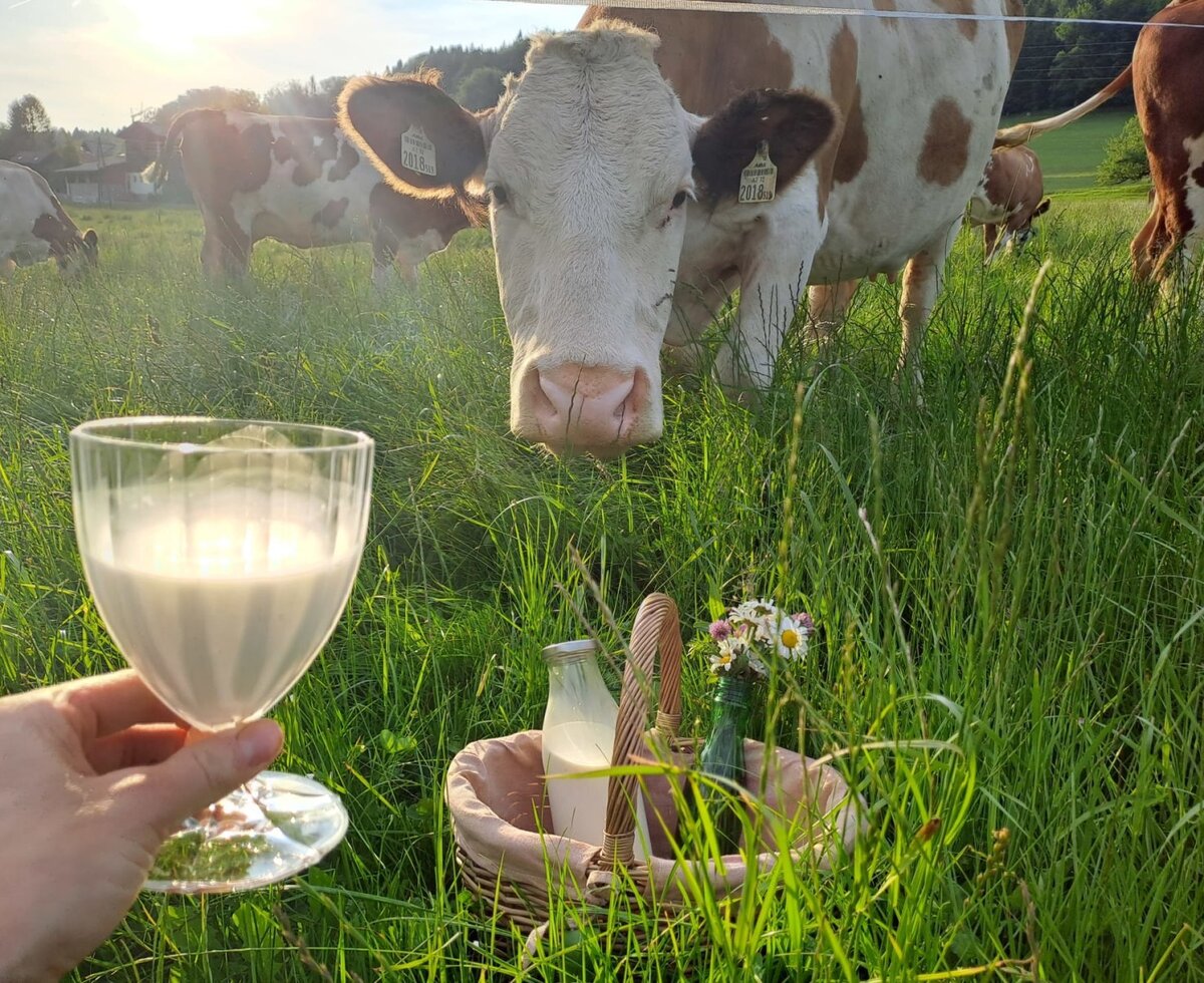 Frische Milch im Glas und Korb, mit Kühen auf der Weide, die das ländliche Umfeld der Ferienwohnung zeigen.