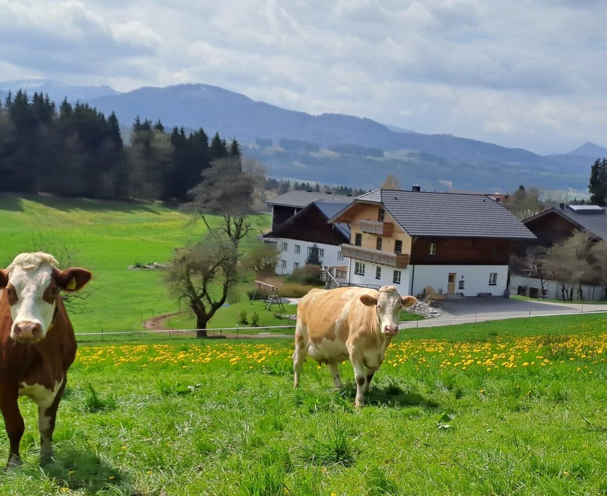 Die Ferienwohnung in ländlicher Umgebung mit grünen Wiesen, Kühen und Bergblick.