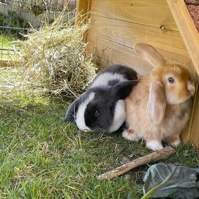 Hasen