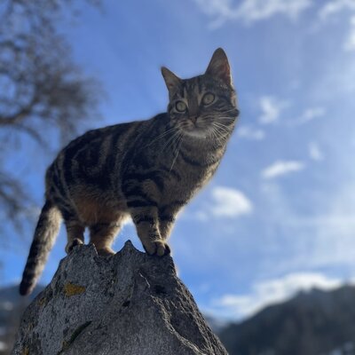Die getigerte Katze des Bauernhofs auf einem Felsen mit Bergblick.