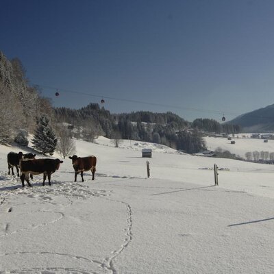Kühe auf einem verschneiten Feld des Bauernhofs mit Bergen und einer Seilbahn im Hintergrund.
