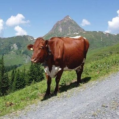 Kühe auf der Bergweide mit Berggipfel im Hintergrund, ein Merkmal des Bauernhofs.