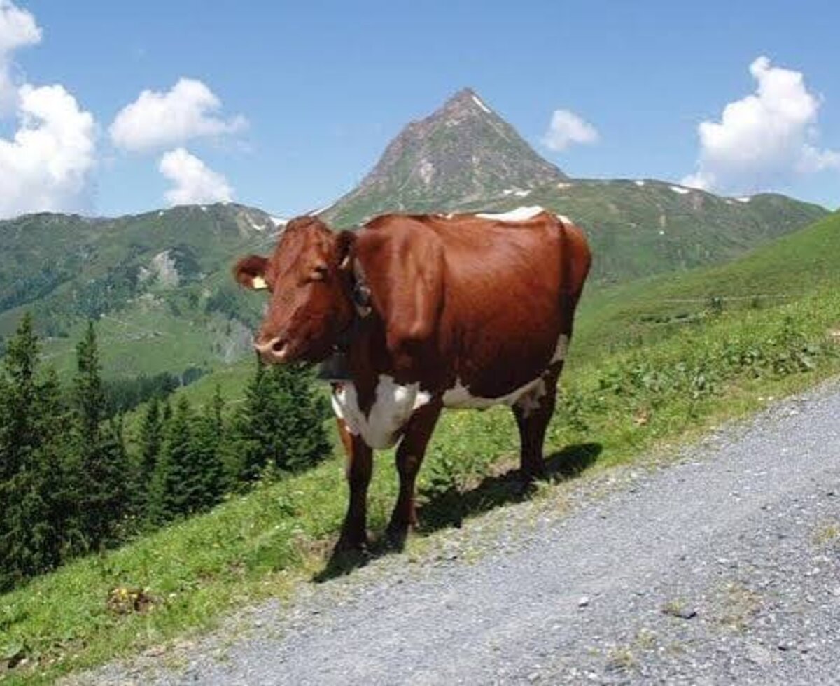 Kühe auf der Bergweide mit Berggipfel im Hintergrund, ein Merkmal des Bauernhofs.