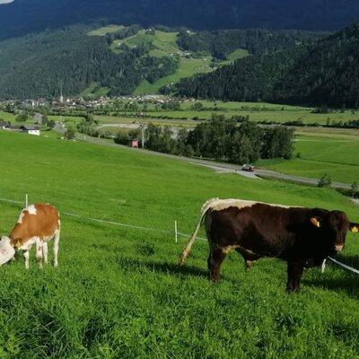 Kühe auf der Weide beim Bauernhof
