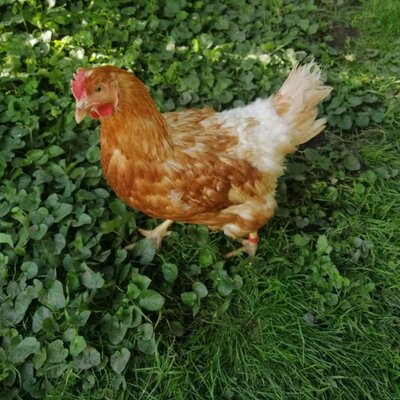 Unser Huhn Henriette