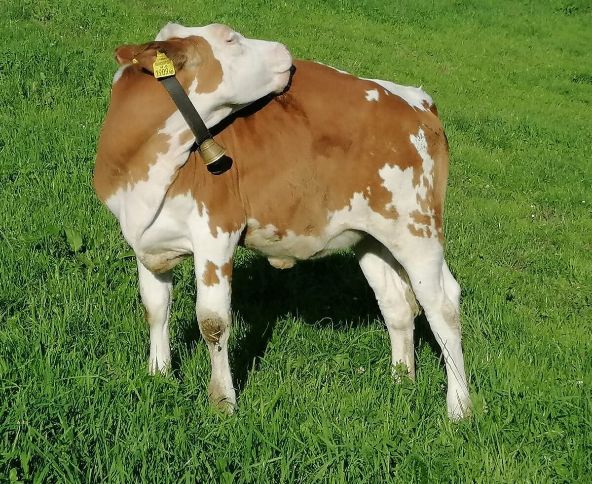 Eine braun-weiß gefleckte Kuh mit Glocke auf der Wiese des Bauernhofs.