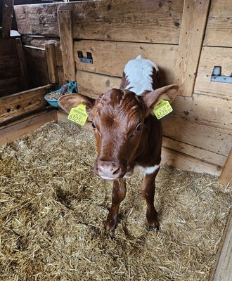 Hoftiere 1