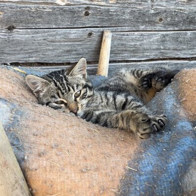 Katze